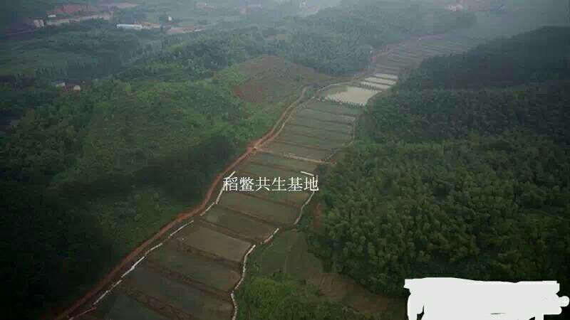 生态甲鱼1.5~2斤