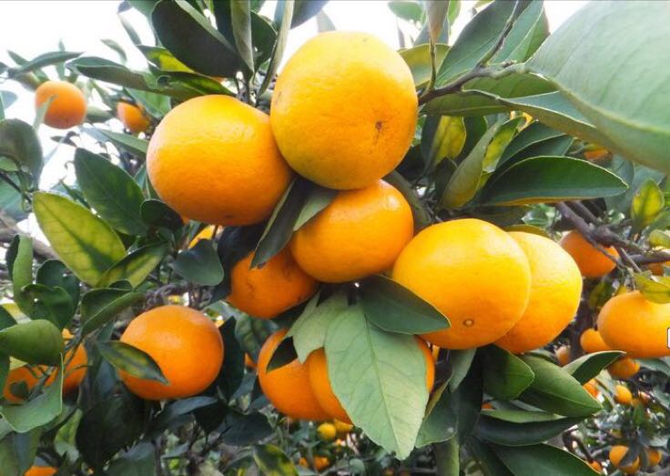 柑桔 5~5.5cm批发_王露露供应_一亩田农业网