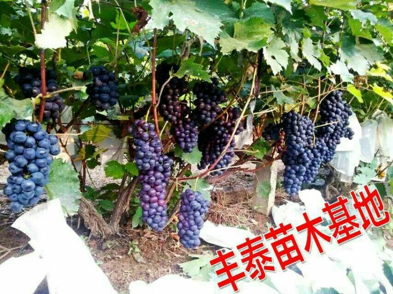 葡萄苗占地葡萄苗大葡萄苗葡萄苗大树葡萄苗批发基地