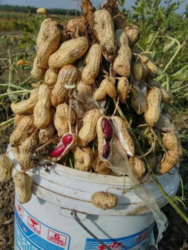 带壳黑花生黑花生，手拣果，