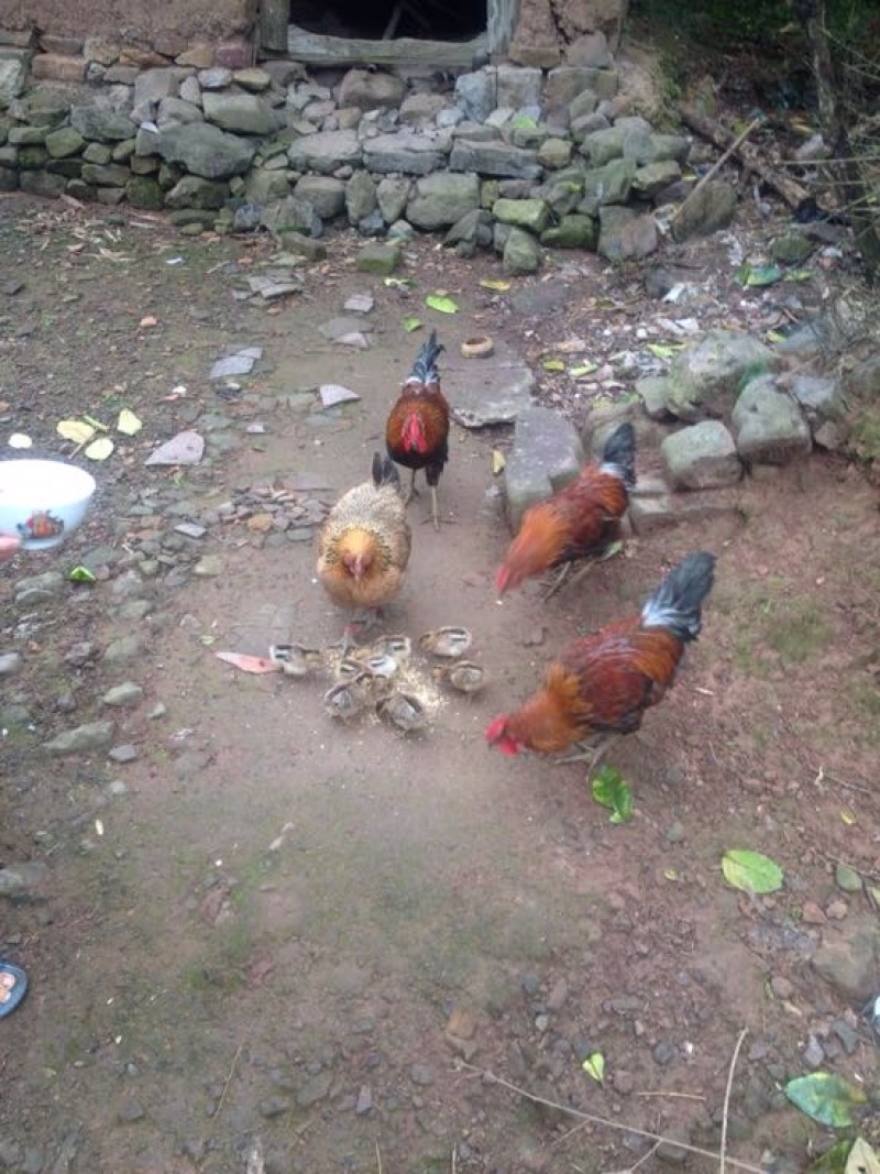 土鸡