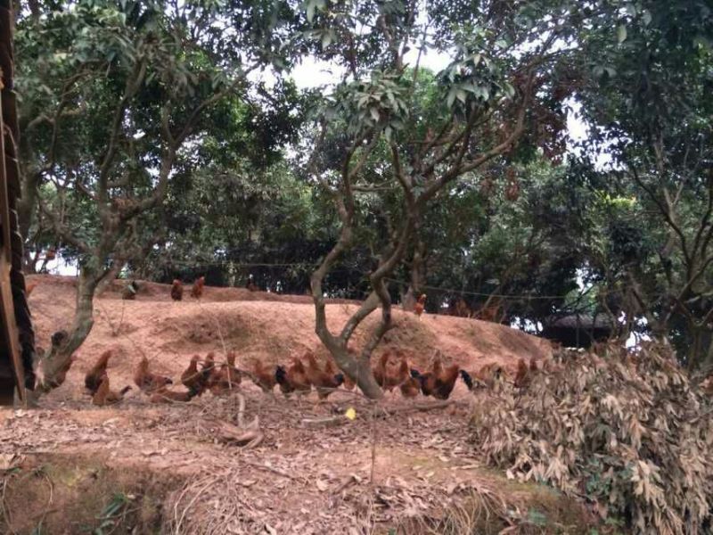 走地鸡散养土鸡5~6斤