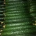黄瓜18~22公分鲜花带刺