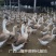 狮头鹅苗