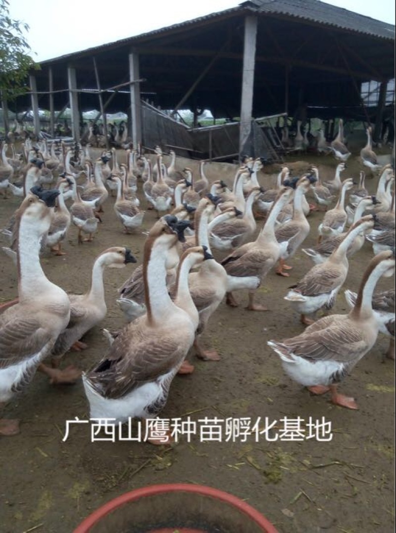 狮头鹅苗