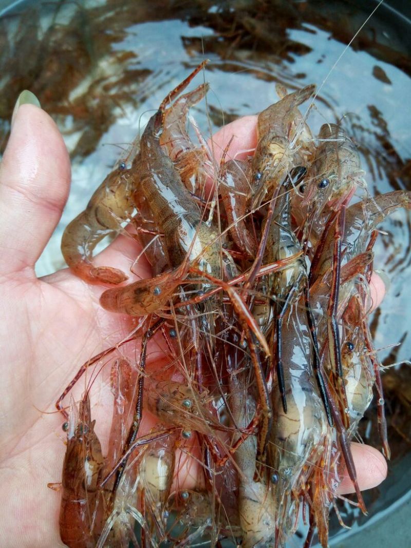 河虾活虾16~20只/kg