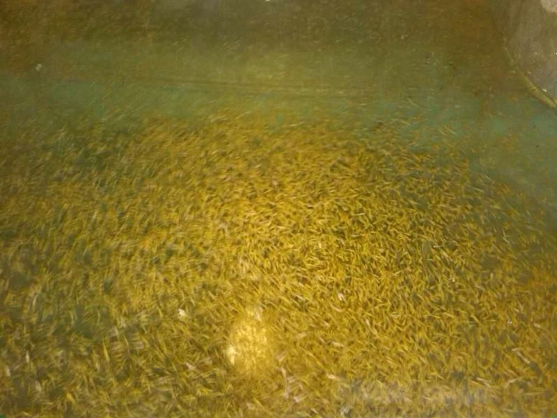 锦鲤0.5公斤以下鱼苗