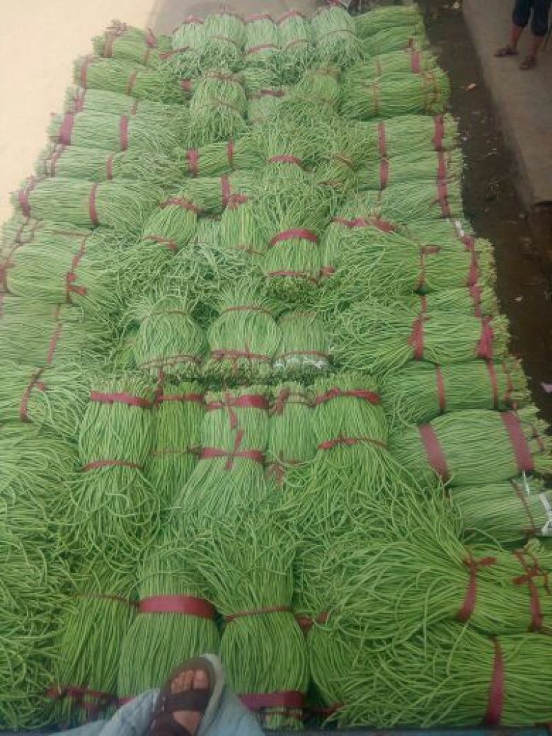 长豆角70厘米以上