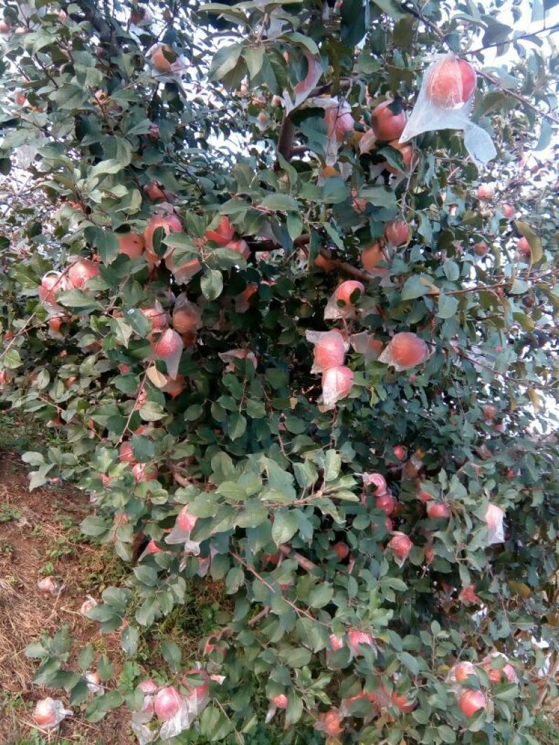 红富士苹果75mm以上膜袋