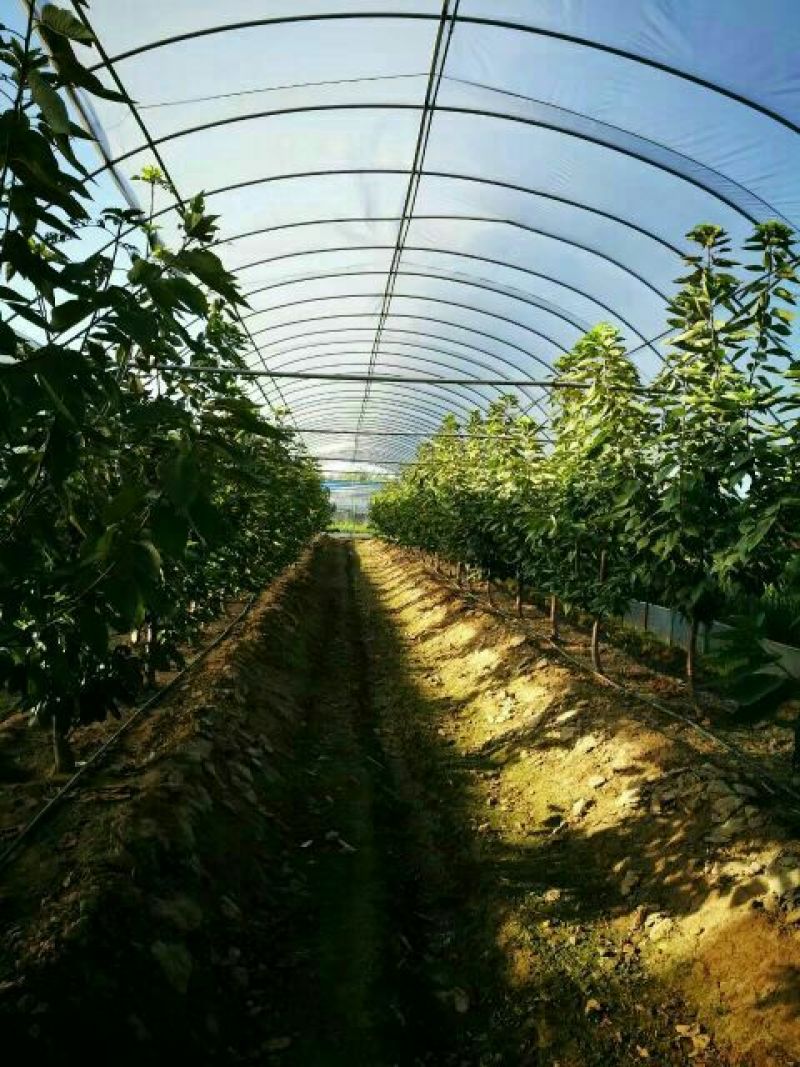 俄罗斯八号樱桃苗，抗寒抗冻能力强产量高好管理，提供技术