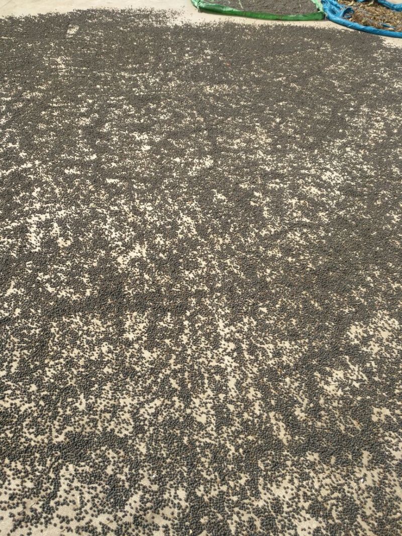 女贞子，大型园林基地采摘，