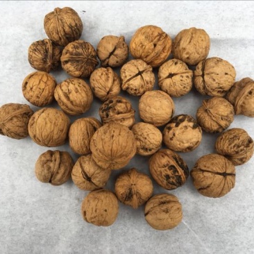 薄皮核桃