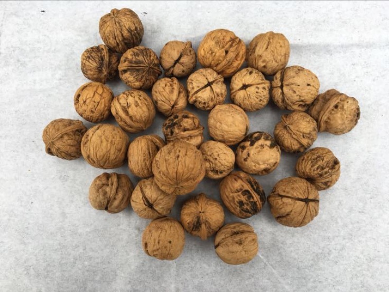 薄皮核桃