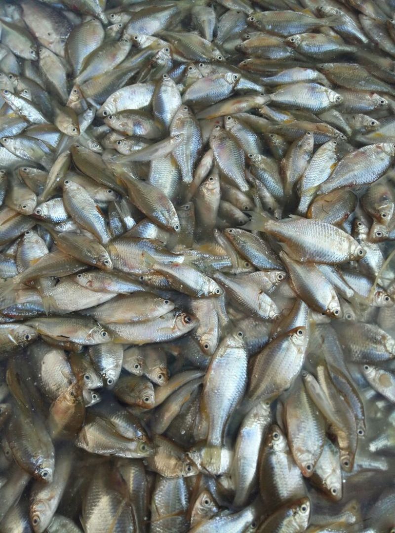 水库湖泊生态凤尾鱼翘嘴白鱼篮刀鱼冰鲜货冷冻的生晒干货等等