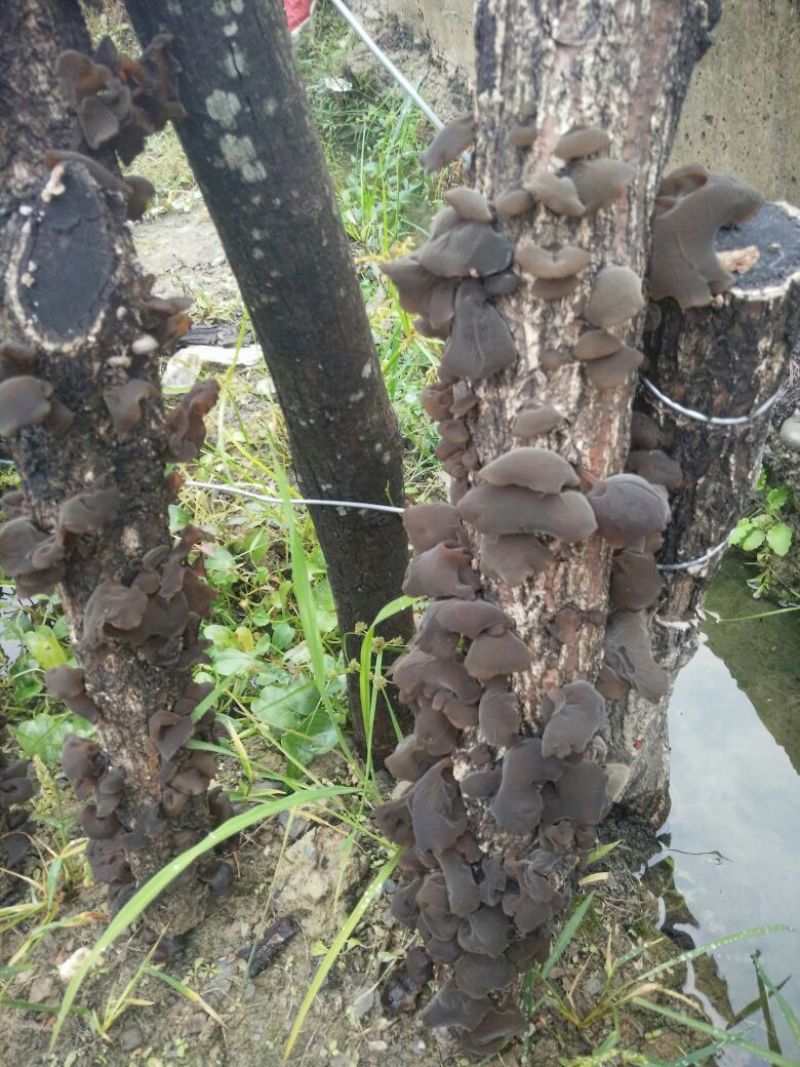 干木耳特级