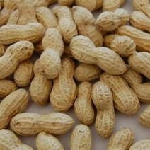 压榨花生油机器压榨20斤装