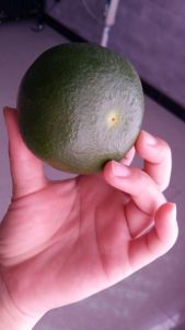 特早蜜桔四川雁江区