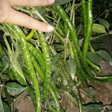 L3F1辣椒15~20厘米青