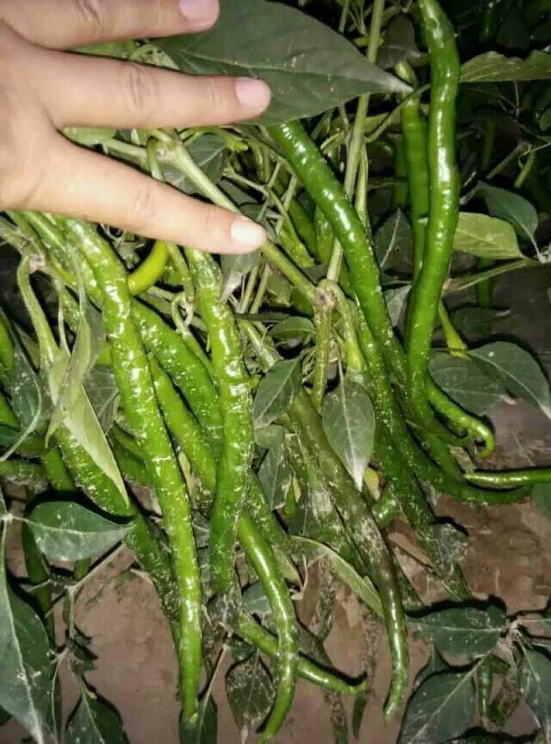 L3F1辣椒15~20厘米青