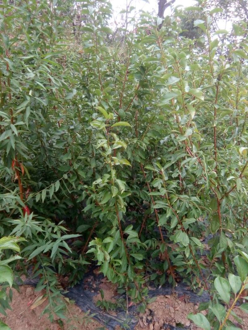(李子苗)脆红李子树苗，一至二年苗。一手货源，基地直发