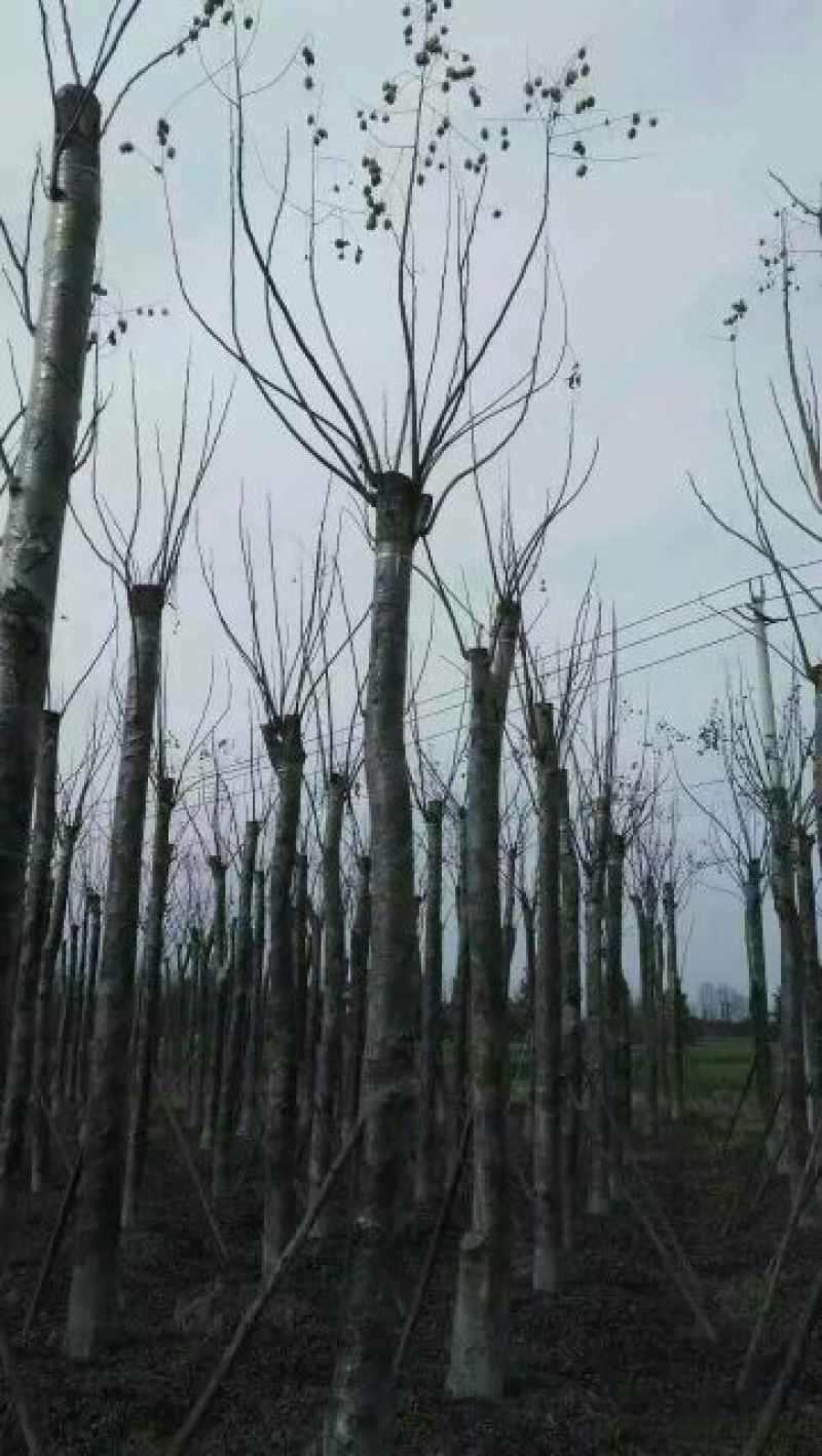栾树
