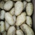 山东土豆批发基地荷兰十五土豆批发山东荷兰十五土豆