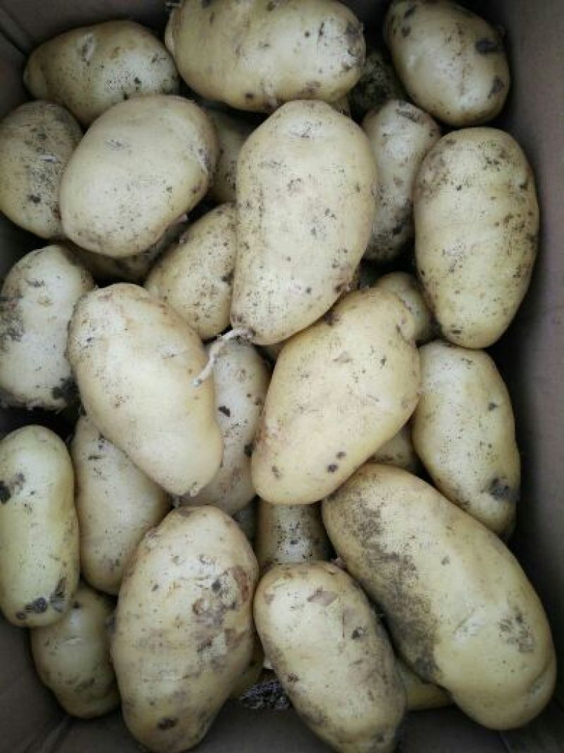 山东土豆批发基地荷兰十五土豆批发山东荷兰十五土豆