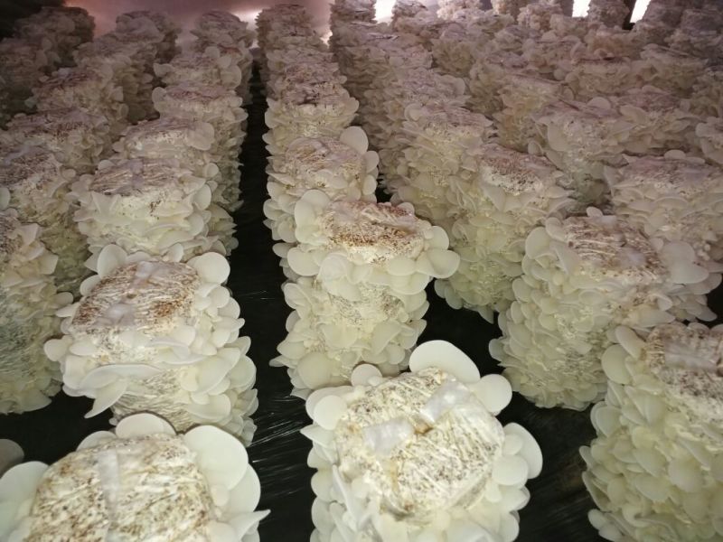 白木耳特级
