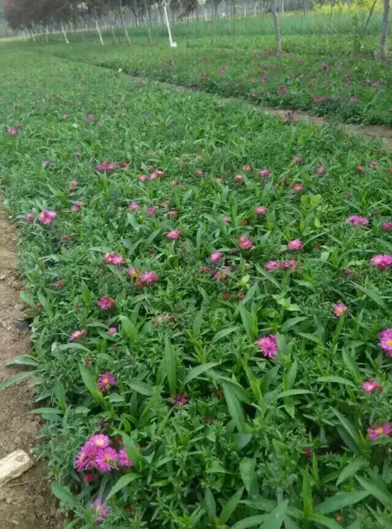 一串红