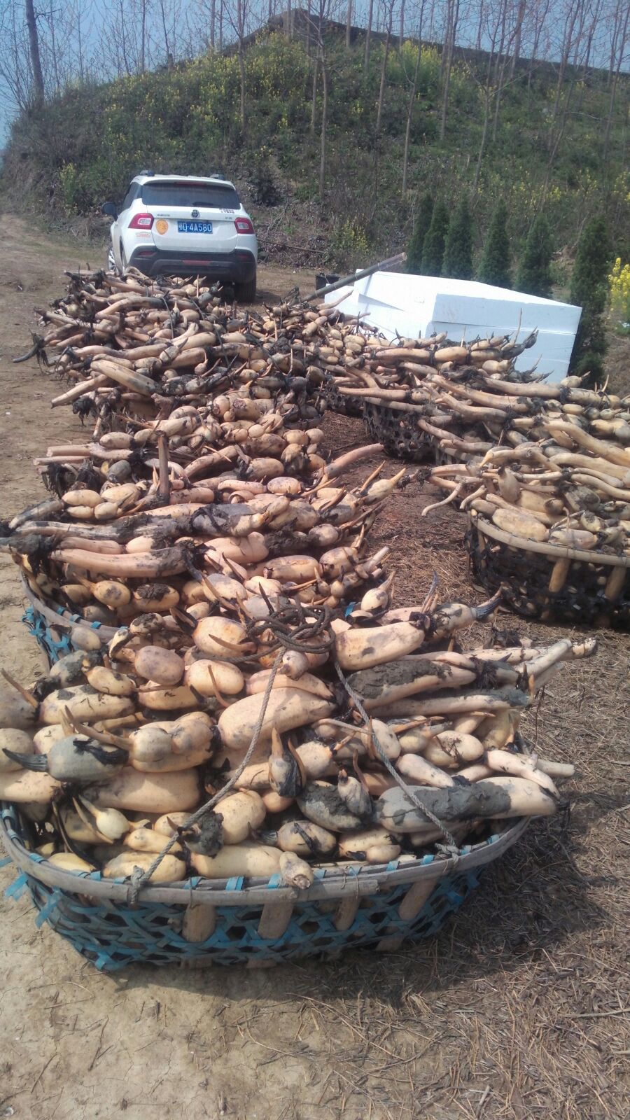 莲藕3735湖北荆州公安县_批发_供应-一亩田农