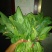 大叶菠菜15~20厘米