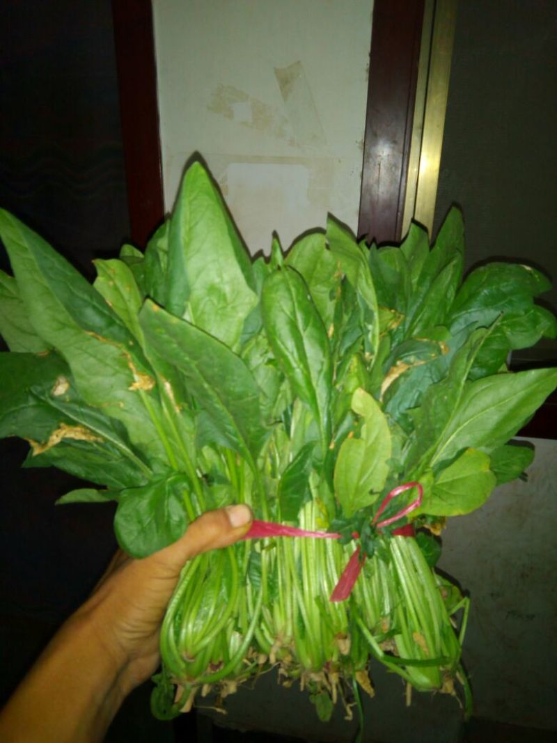 大叶菠菜15~20厘米