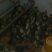 皖西白鹅苗250g以下