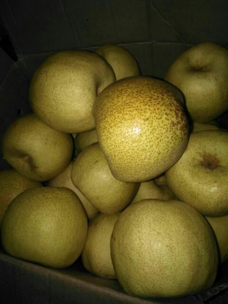 砀山梨300~350g光果