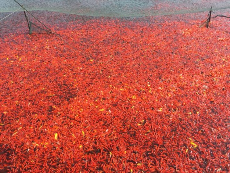 锦鲤