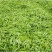 石阡苔茶特级