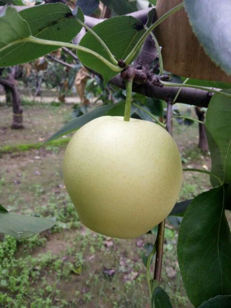 皇冠梨250~300g纸箱