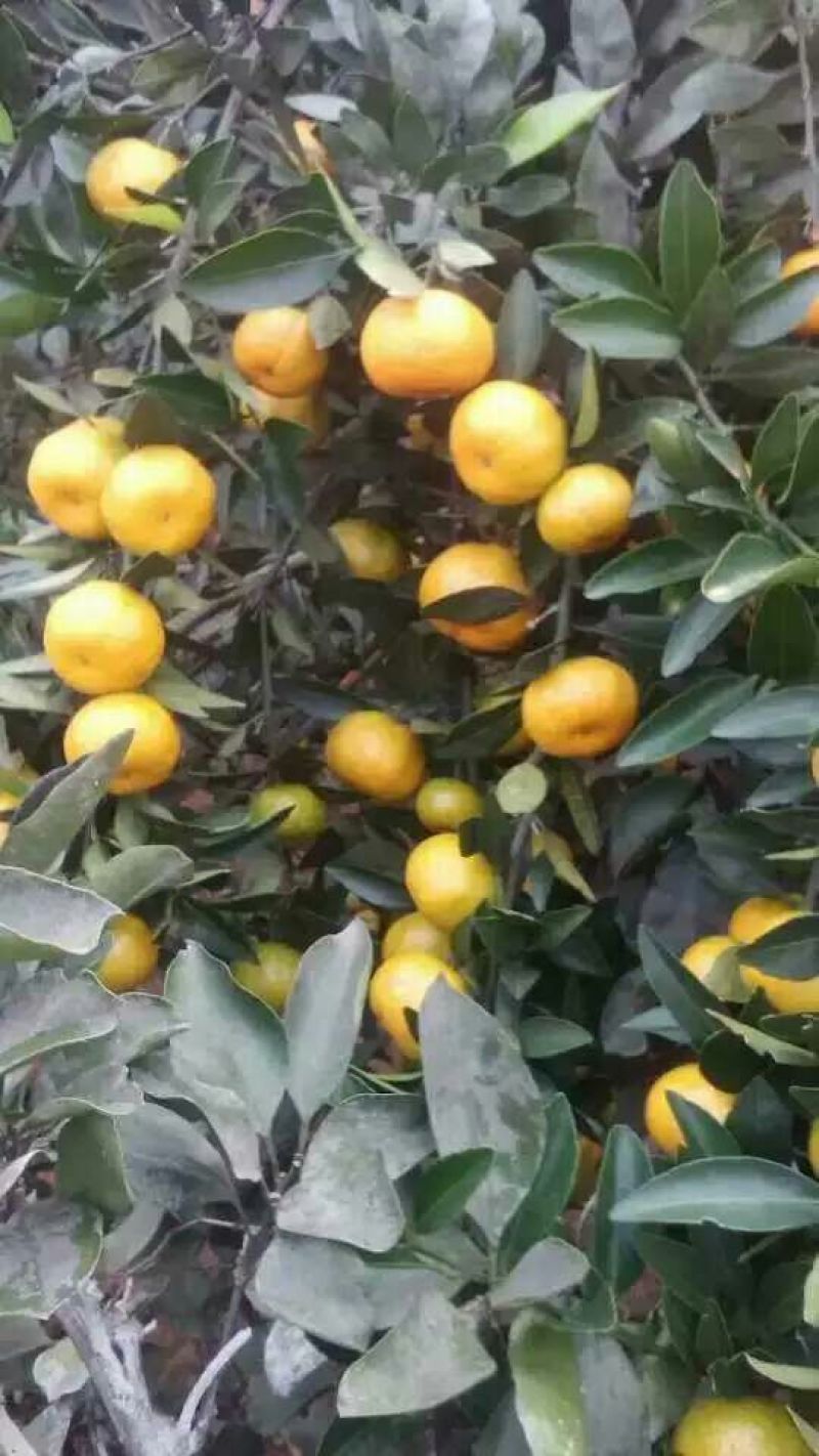 臭皮柑3.5~4cm