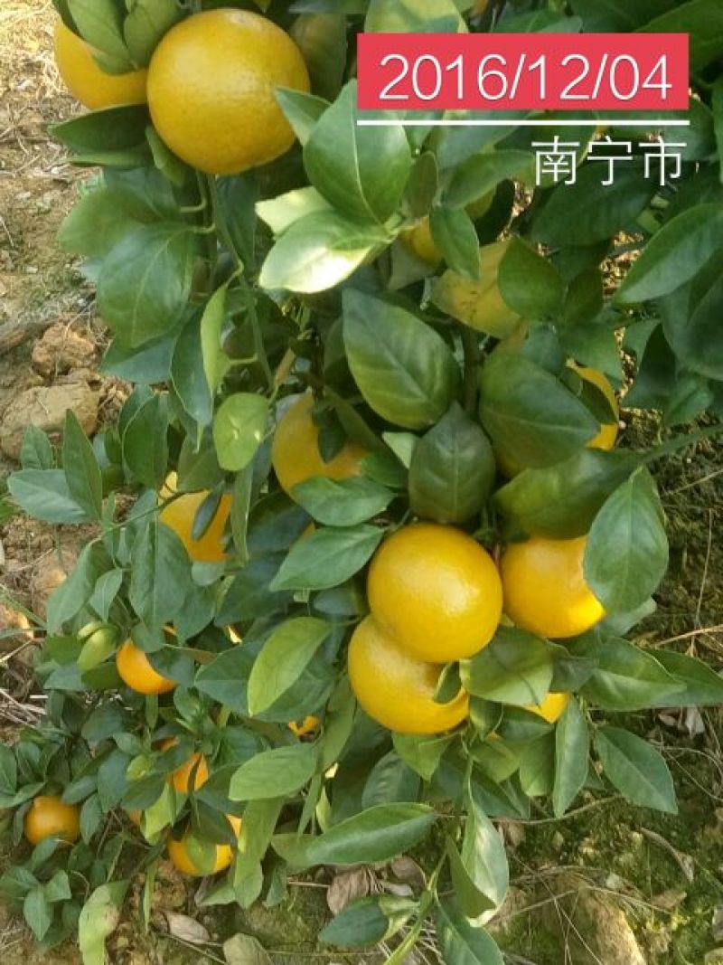 贡桔5.5~70cm