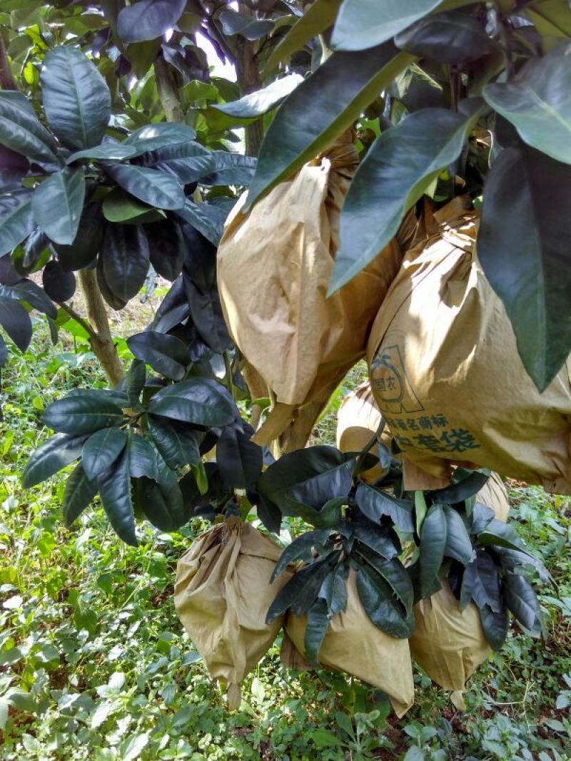 红心柚~蜜柚~柚子~水分足~大小匀称~2斤以上