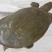 生态甲鱼