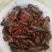 青虾食用8只/kg以下
