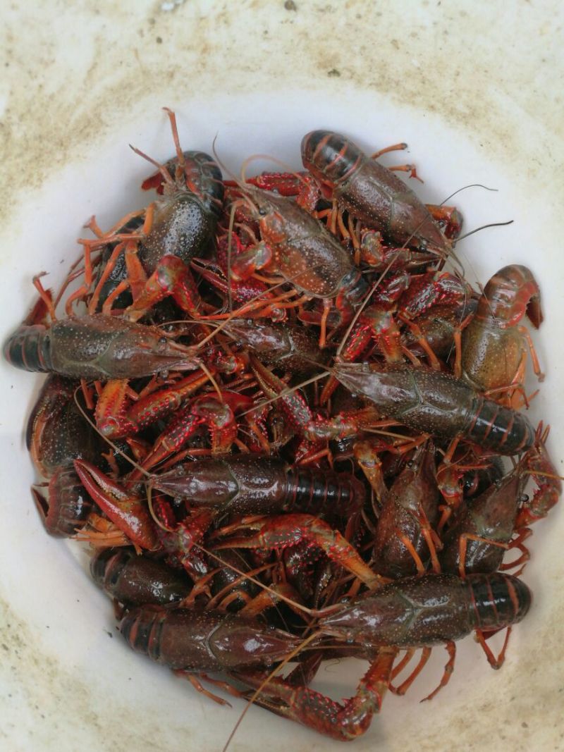 青虾食用8只/kg以下