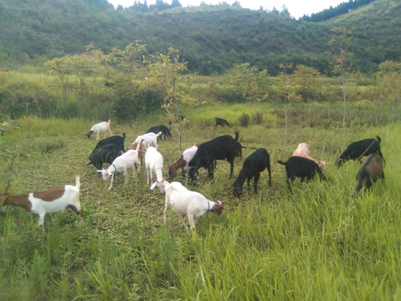 黑山羊种羊50~80斤