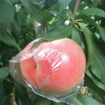 膜袋毛桃