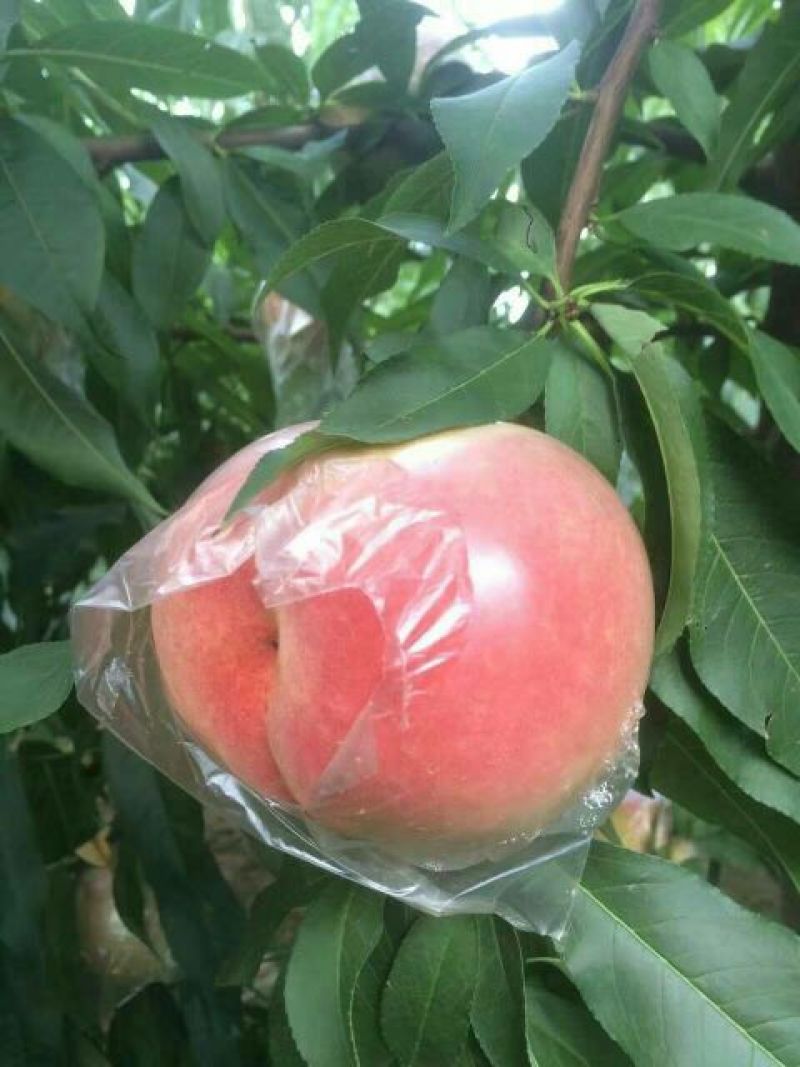 膜袋毛桃