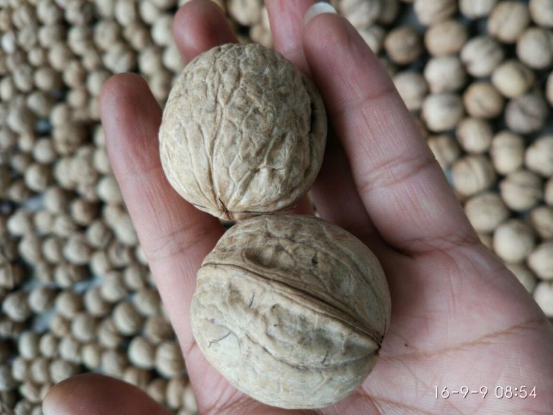 薄皮核桃去皮