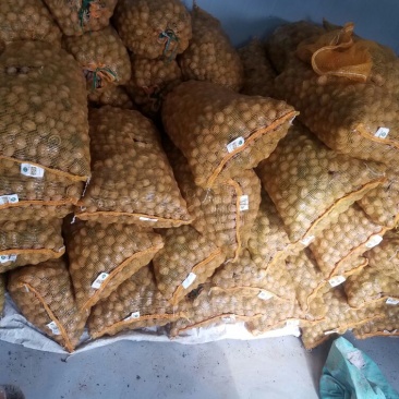 核桃去皮干