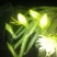 红心火龙果中（5-6两）