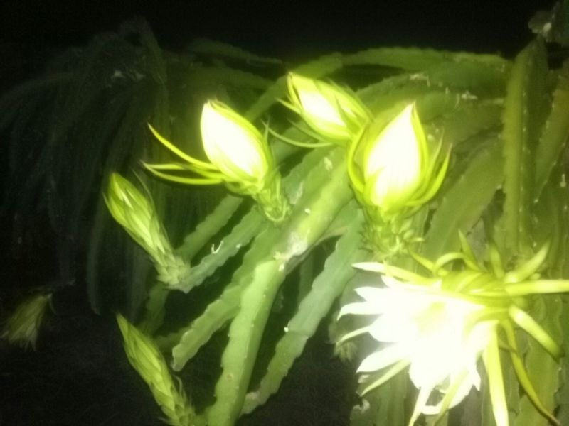红心火龙果中（5-6两）